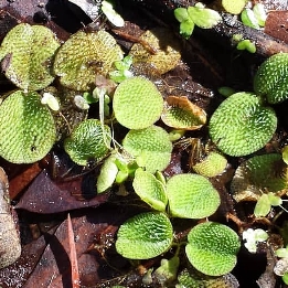 Salvinia Minima