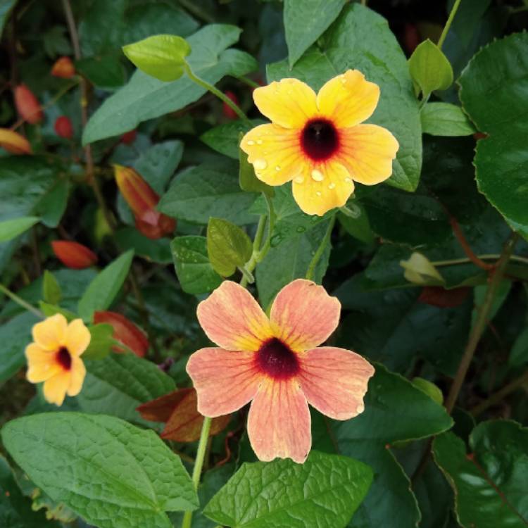 Plant image Thunbergia alata 'Arizona Glow'