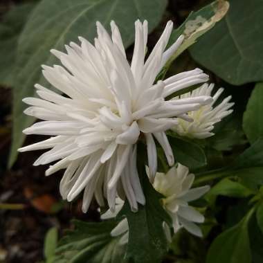 Callistephus chinensis 'Spider Chrysanthemum Mix'