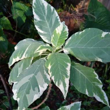 Brugmansia versicolor 'Peaches and Cream'