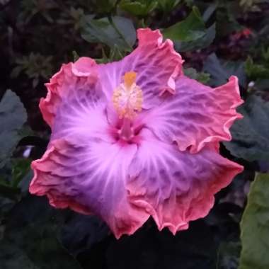 Hibiscus rosa-sinensis