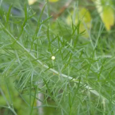 Foeniculum vulgare