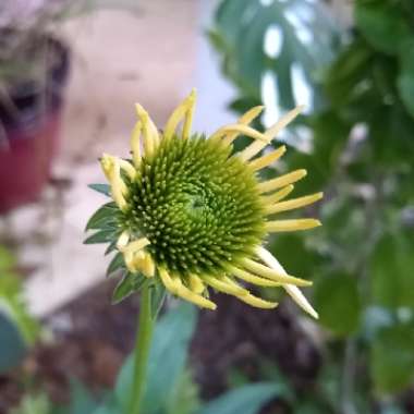 Echinacea 'Cheyenne Spirit' (Orange)