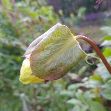 Cobaea scandens