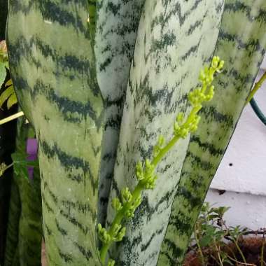 Sansevieria zeylanica