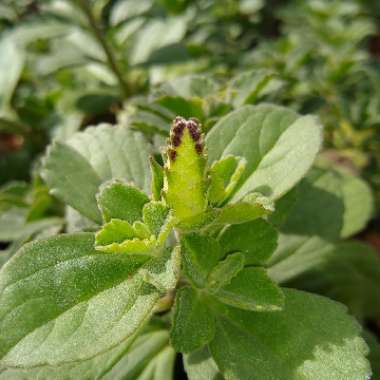 Plectranthus