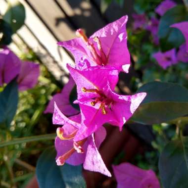 Bougainvillea