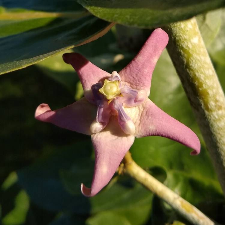 Plant image Calotropis gigantea