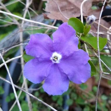 Brunfelsia pauciflora syn. Brunfelsia calycina