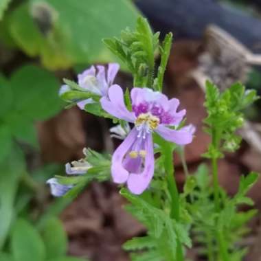 Schizanthus pinnatus