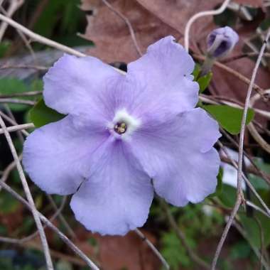 Brunfelsia pauciflora syn. Brunfelsia calycina