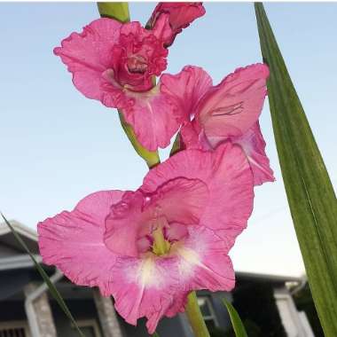 Gladiolus