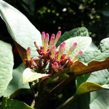 Clerodendrum quadriloculare