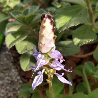 Plectranthus