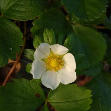 Fragaria x ananassa