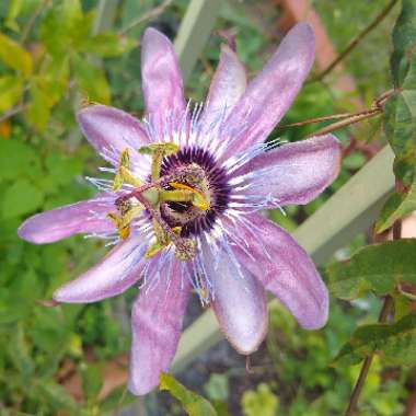 Passiflora 'Amethyst' syn. Passiflora 'Lavender Lady'