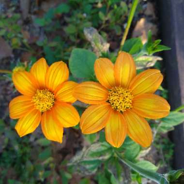 Tithonia rotundifolia syn Tithonia speciosa