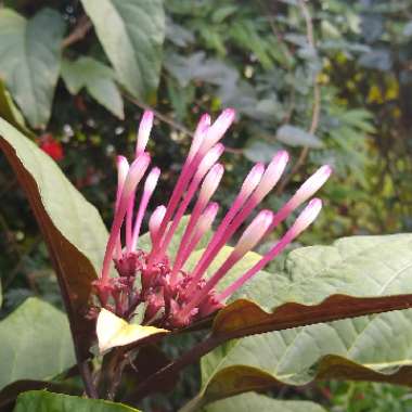 Clerodendrum quadriloculare