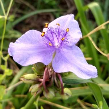 Tradescantia occidentalis