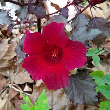 Hibiscus acetosella