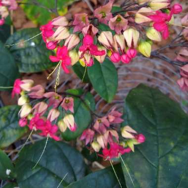 Clerodendrum thomsoniae 'Delectum'