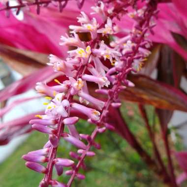 Cordyline fruticosa