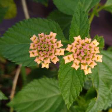 Lantana Camara 'Bonita'