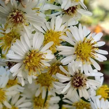 Symphyotrichum ericoides syn. Aster ericoides