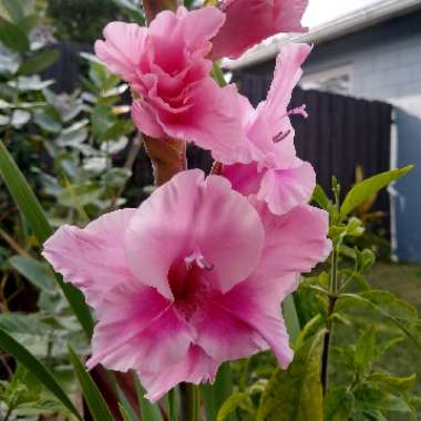 Gladiolus