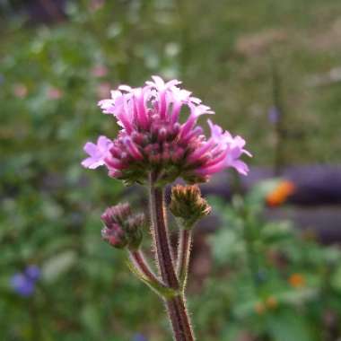 Verbena bonariensis 'Lollipop'