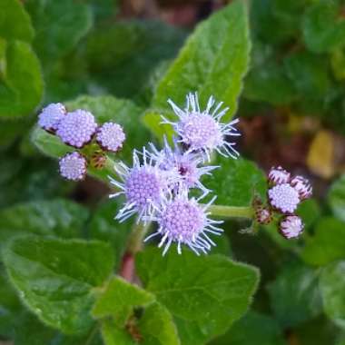 Ageratum houstonianum