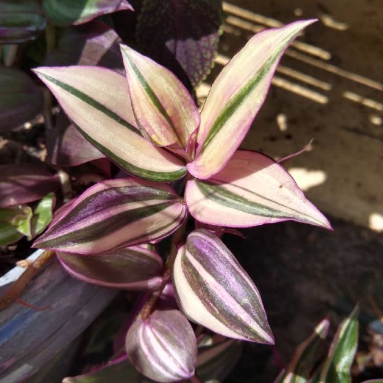 Plant image Tradescantia zebrina 'Discolor'