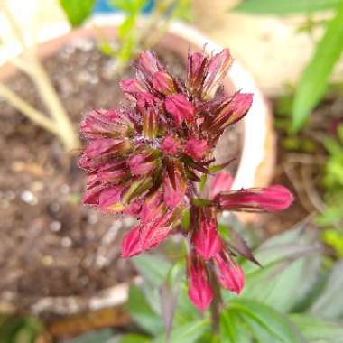 Lobelia Cardinalis syn.Lobelia fulgens ; Lobelia splendens