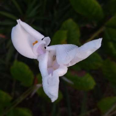 Dietes iridioides syn. Moraea iridioides, Moraea vegeta, Dietes vegeta