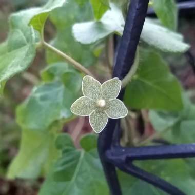 Matelea Reticulata