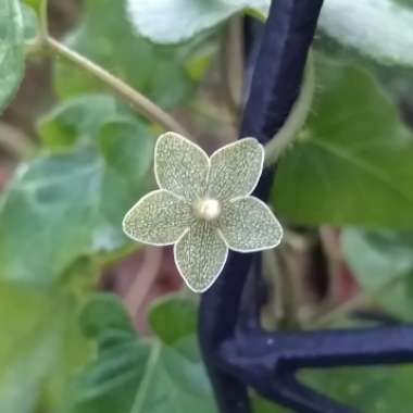 Matelea Reticulata