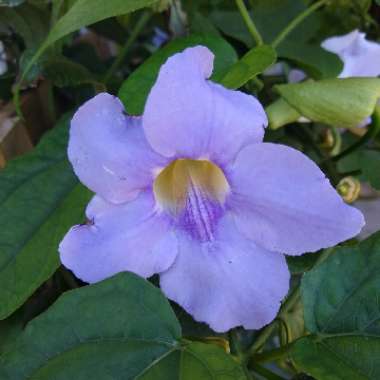 Thunbergia grandiflora