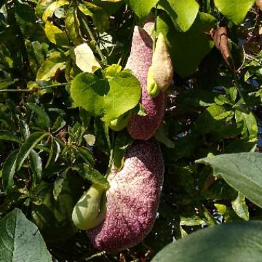 Aristolochia Elegans