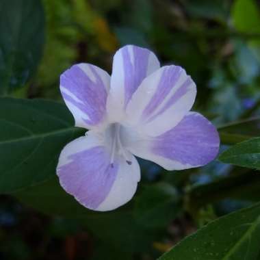 Barleria cristata