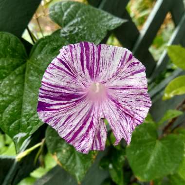 Ipomoea Purpurea Carnevale Di Venezia