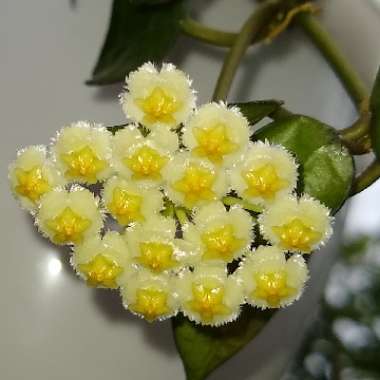 Hoya lacunosa var. lacunosa