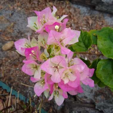 Bougainvillea