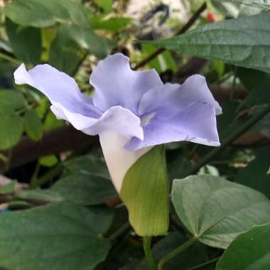 Thunbergia grandiflora