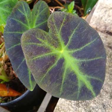 Colocasia esculenta 'Black Beauty'