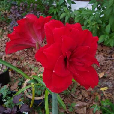 Hippeastrum