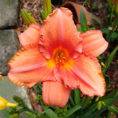 Hemerocallis