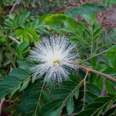 Calliandra