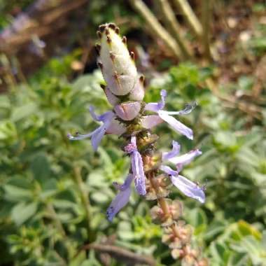 Plectranthus