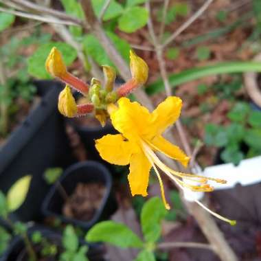 Rhododendron austrinum