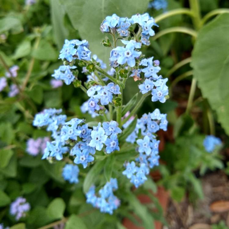 Plant image Cynoglossum amabile